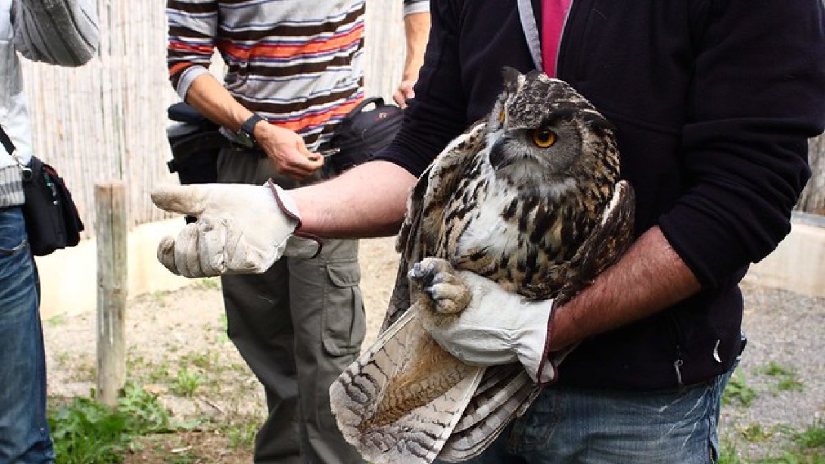 Un búho en un centro de recuperación de fauna