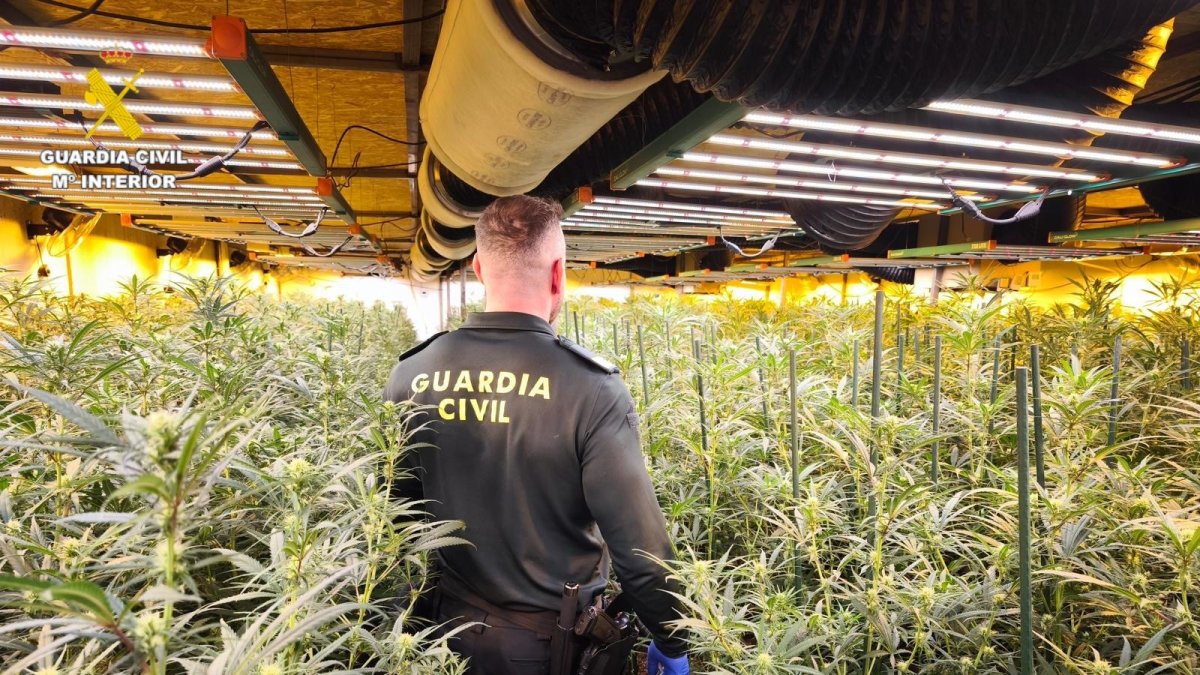 Agente de la Guardia Civil en una plantación de marihuana en una imagen de archivo. Europa Press.