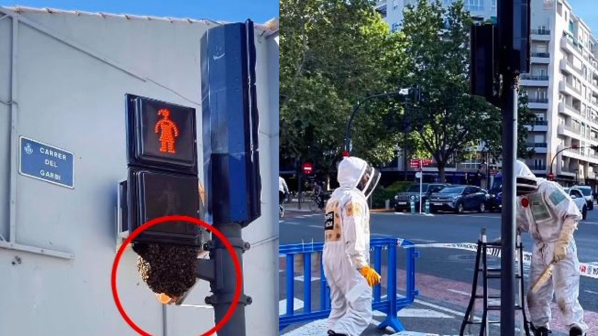 Un enjambre de abejas en un semáforo de Valencia obliga a intervenir a los Bomberos.