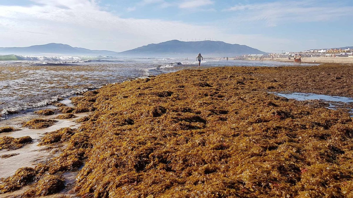 ¡Alga asiática en una playa de Cädiz.