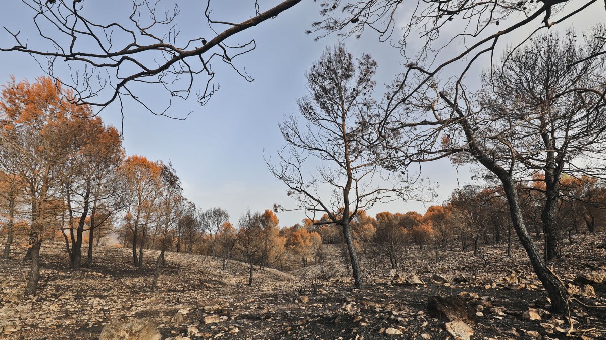 Imagen de un monte tras ser arrasado por un incendio.