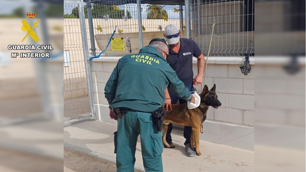 Un agente de la Guardia Civil obsrva el estado de un perro.