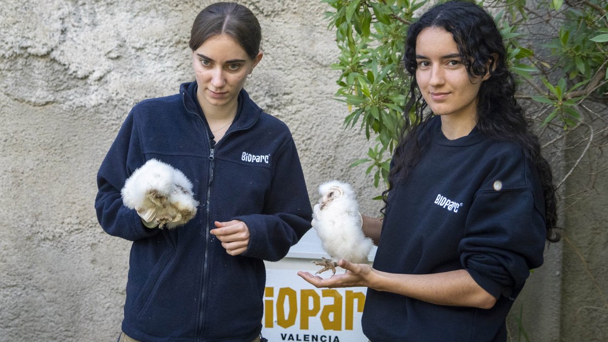 Técnicos de BIOPARC Valencia supervisan a varios polluelos de lechuza común.