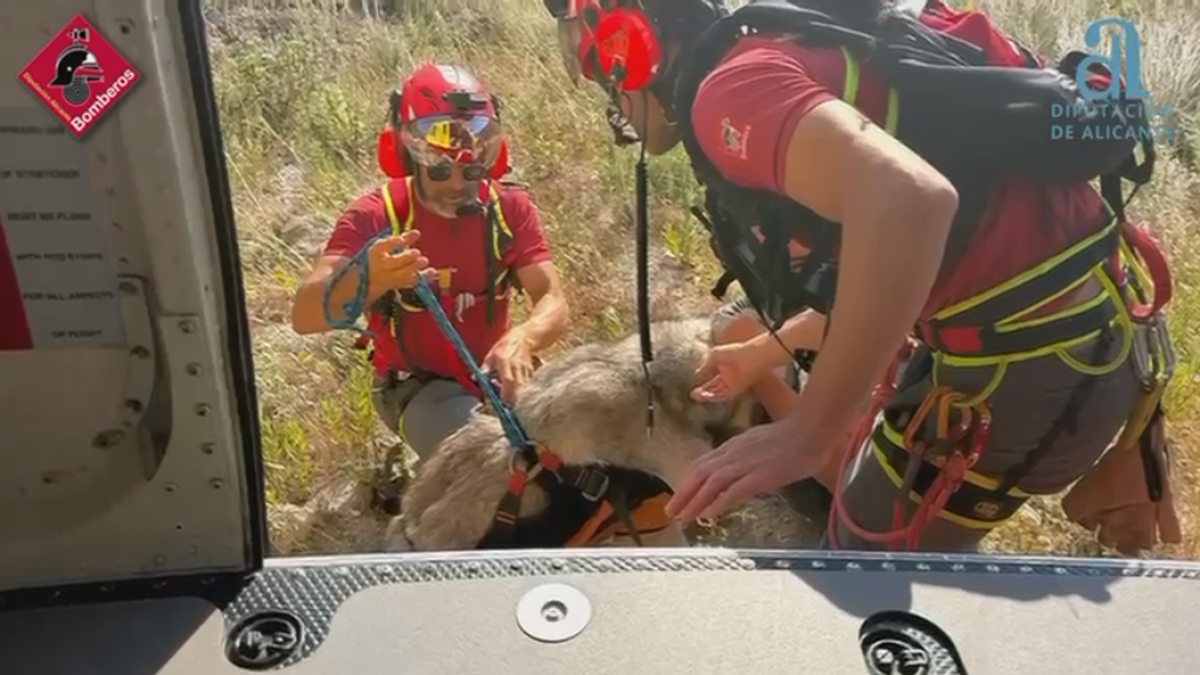 Momento en que los bomberos se disponen a subir al mastín al helicóptero.