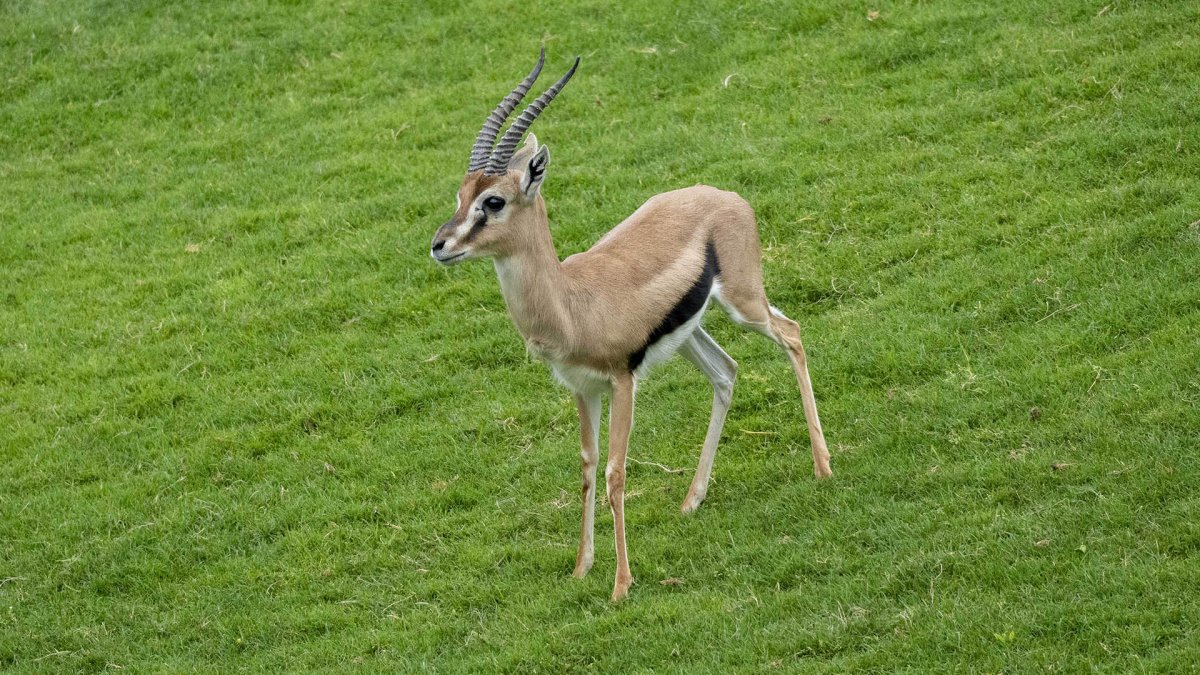 El nuevo macho de gacela de Thomson ya se ha integrado en la sabana multiespecie de BIOPARC Valencia.