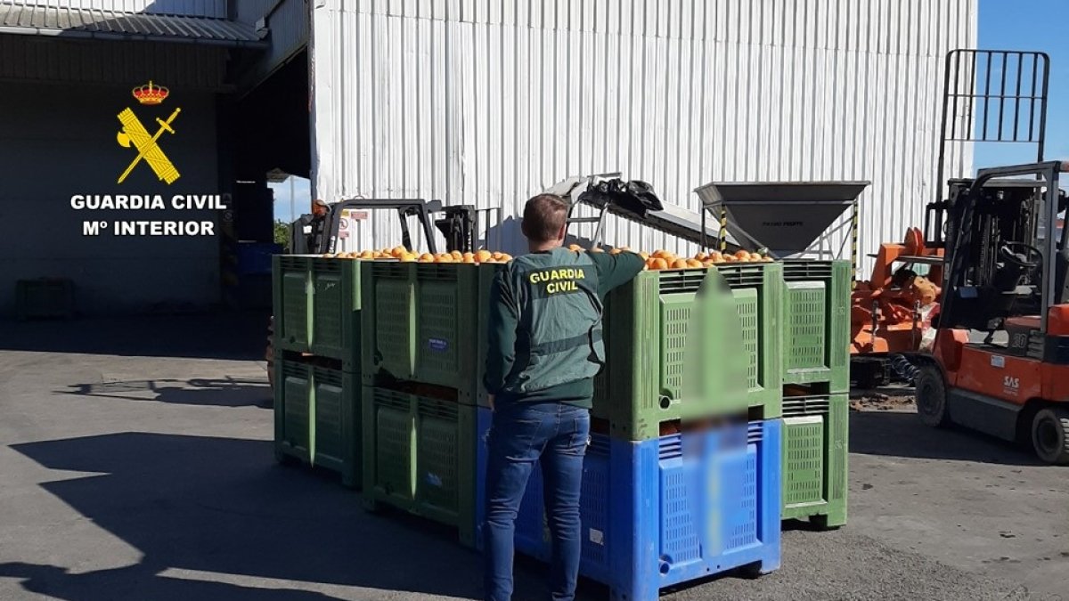 Cinco investigados por la venta de más de 33 toneladas de naranjas de origen ilícito.