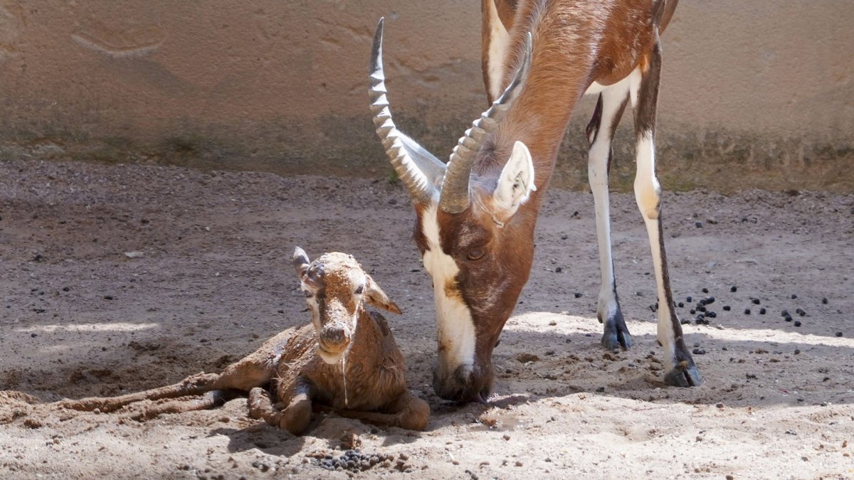 La cría de blesbok junto a su madre tras el nacimiento en Bioparc Valencia.