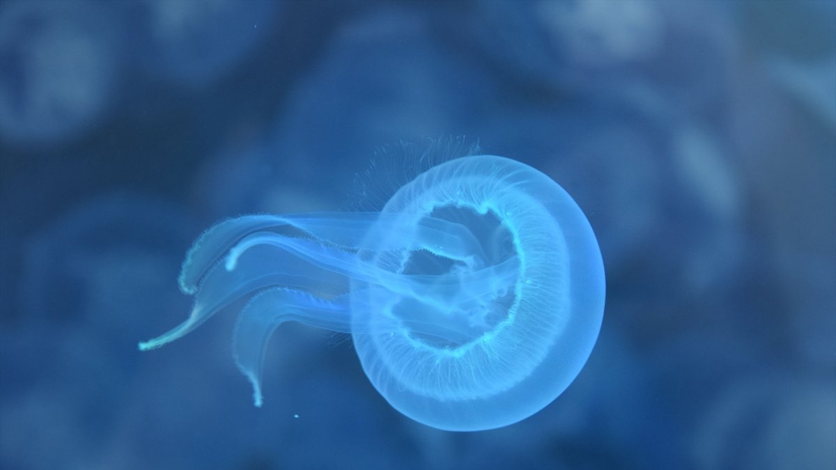 Ejemplar joven de medusa Aurelia aurita.