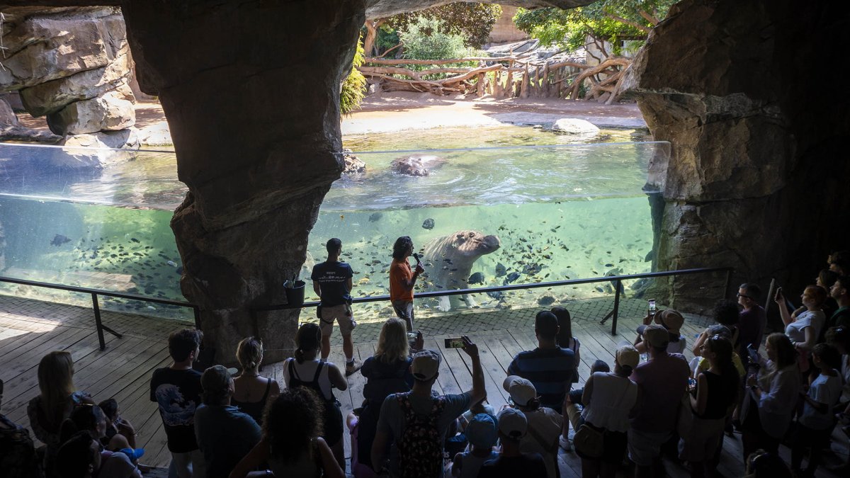 Bioparc Valencia mantiene su posición entre los mejores parques de animales del mundo gracias a la valoración de miles de visitantes.