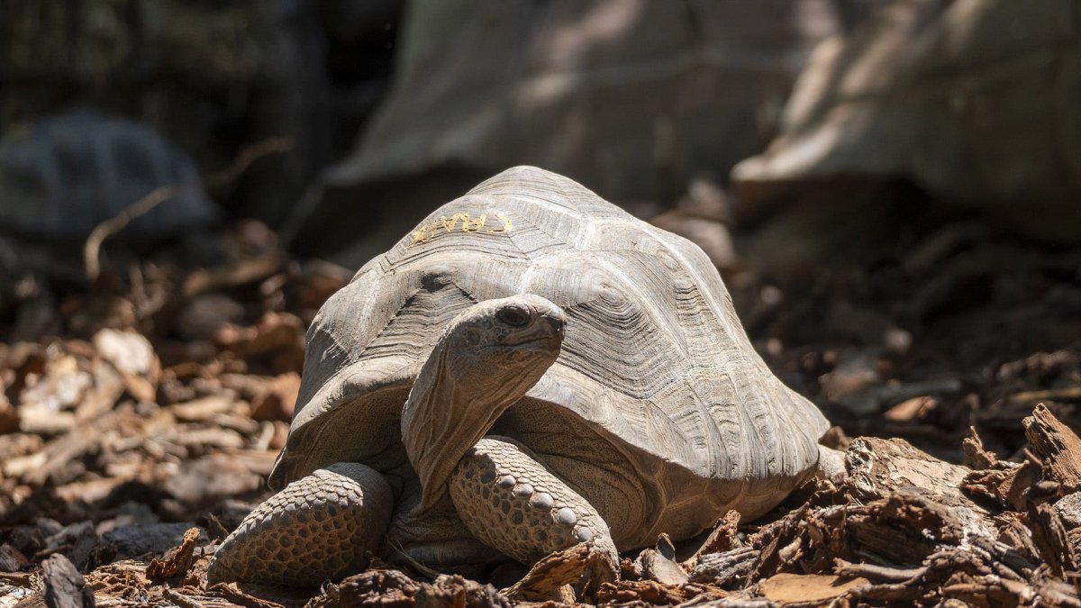 Una de las tortugas gigantes de Aldabra que ya puede contemplarse en el nuevo recinto inaugurado por Bioparc Valencia.