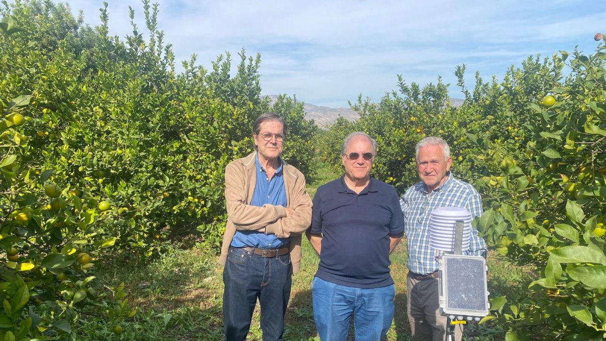 Pablo Melgarejo, organizador del encuentro, a la derecha, en una finca de limoneros de Albatera, junto a dos empresarios agrícolas.