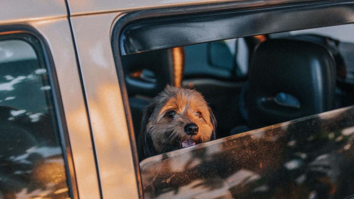 Es conveniente asegurar todas las medidas de protección para cuidar de nuestro perro