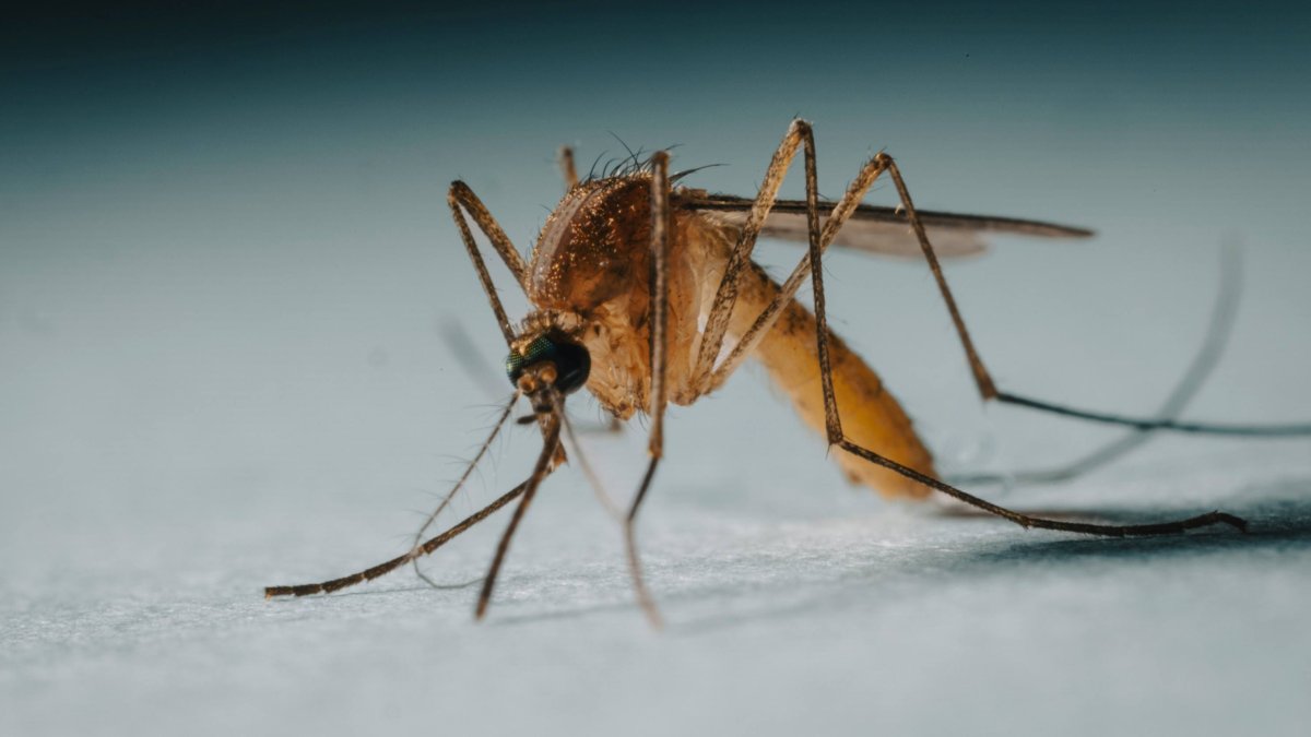 Los veranos más largos y las temperaturas sostenidas favorecen la actividad y expansión de algunas especies de mosquitos en Europa, aumentando la vigilancia sobre enfermedades como el dengue, el chikungunya y el virus del Nilo Occidental