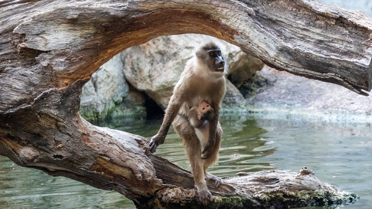 La nueva cría de dril permanece junto a su madre, Muyuka, mientras continúa su adaptación al grupo de Bioparc Valencia.