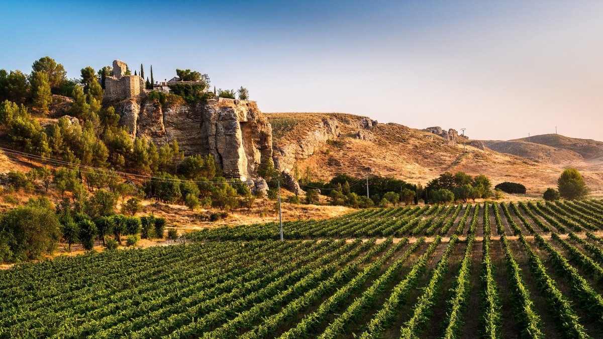 Un viñedo en Bodegas Licinia