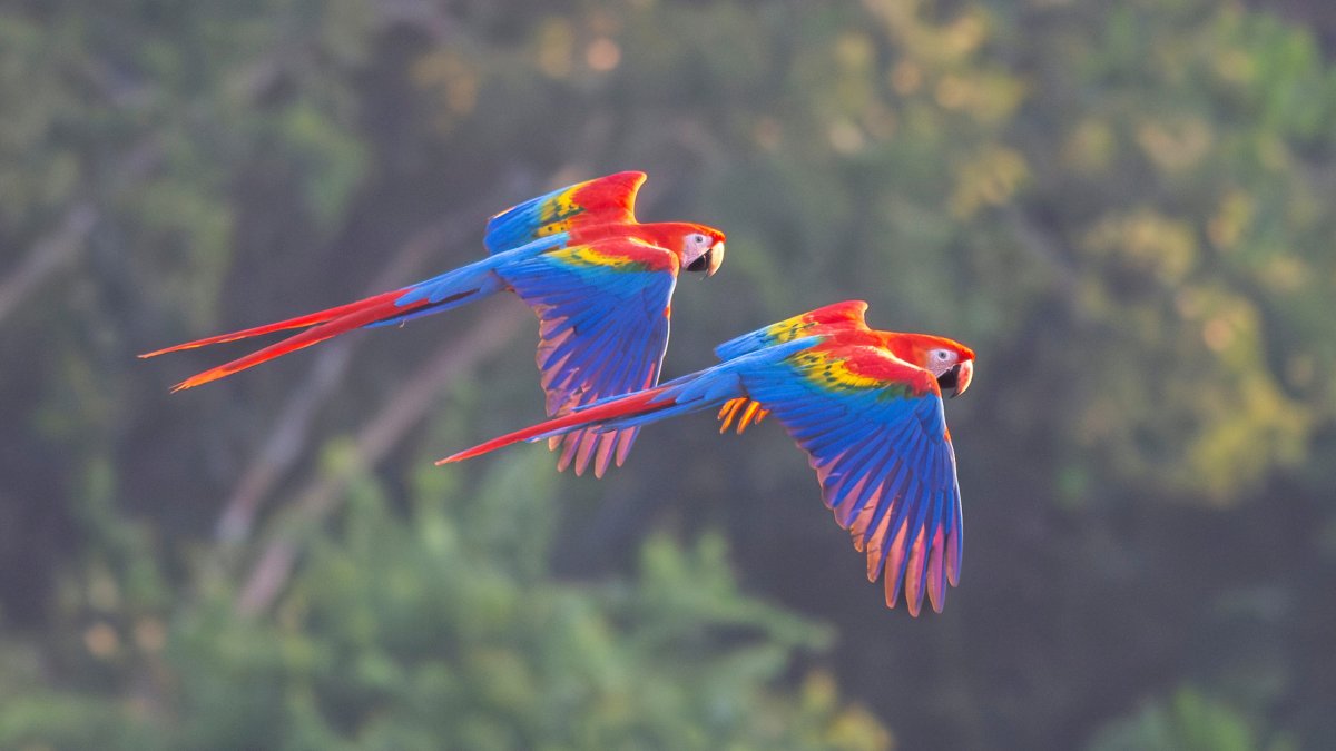 Los guacamayos establecen vínculos duraderos con sus parejas, con las que comparten el vuelo.