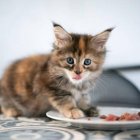 Alimentos peligrosos gatos