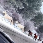 Imágenes grabadas por un conductor en Sierra Nevada ,Granada.