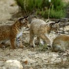 Cachorros de lince ibérico a la caza de un conejo para alimentarse en una foto de archivo.