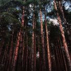 Así es el Bosque Finlandés de Rascafría