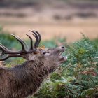 Ciervo macho en la época de la berrea en Cazorla.