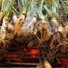 Calçots brasa de Valls, Tarragona