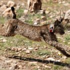 Lince ibérico reintroducido este viernes en la Sierra de Arana, Granada.