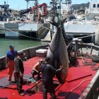 Atunes capturados en la almadraba de Conil de la Frontera, Cádiz.

CEDIDA
26/4/2019