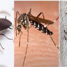 Plagas insectos en verano