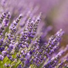 La lavanda florece durante más de cinco semanas en distintas regiones de España, ofreciendo paisajes únicos más allá de Brihuega.