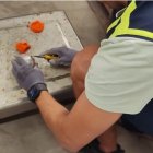 Alijo de hachís camuflado como naranjas incautado por la policía en un chalet de la playa del Palmar, Vejer (Cádiz).