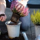 El brezo bicolor se adapta perfectamente a macetas, balcones o terrazas y puede trasplantarse con facilidad en casa.