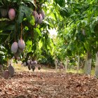 Cultivo de mango en la Axarquía, Málaga.