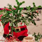 El cactus de Navidad es la planta ideal para integrarse en la decoración festiva: aquí, en una maceta con forma de pantalón de Santa Claus
