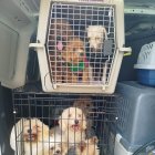 Perros interceptados en un piso de Valencia