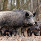 Grupo de jabalíes (foto de recurso)