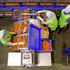 Trabajadoras en Almería, Andalucía.