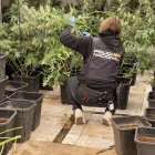 Marihuana intervenida.

REMITIDA / HANDOUT por POLICÍA NACIONAL
Fotografía remitida a medios de comunicación exclusivamente para ilustrar la noticia a la que hace referencia la imagen, y citando la procedencia de la imagen en la firma
03/12/2025