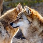 Lobos (Foto de ARCHIVO)