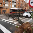 Un árbol de grandes dimensiones caído en la barriada de Pino Montano de Sevilla-