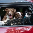 Viajar con mascotas