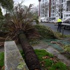 Una palmera caída en Sevilla durante el tren de borrascas.