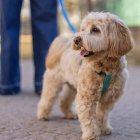 Un perro pasea con su dueño, una imagen que refleja el creciente número de hogares con mascotas y el gasto veterinario asociado