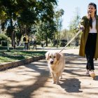 Los paseos en parques y zonas verdes durante la primavera aumentan el riesgo de contacto con la oruga procesionaria en perros