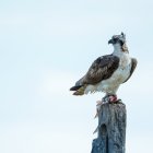 Andalucía, refugio del águila pescadora con 23 parejas que anidan entre Cádiz y Huelva.
REMITIDA / HANDOUT por ENDESA
24/4/2026