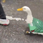 El pato aficionado de México en el Mundial 2026.