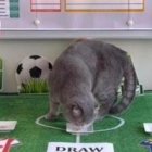 Maximus, el gato del primer ministro belga.