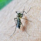 Mosquito portador del virus del Nilo Occidental (VNO).

REMITIDA / HANDOUT por JUNTA DE ANDALUCÍA
Fotografía remitida a medios de comunicación exclusivamente para ilustrar la noticia a la que hace referencia la imagen, y citando la procedencia de la imagen en la firma
04/8/2023