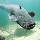 Siluro europeo (Silurus glanis)