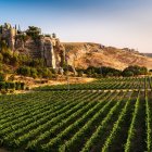 Un viñedo en Bodegas Licinia